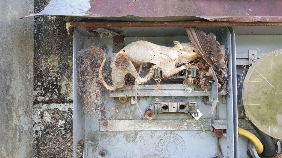 Кошка попала в электрощит