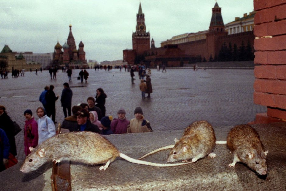 Кремлевская крыса