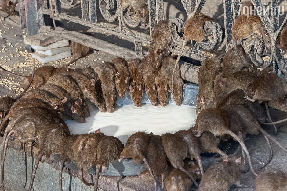 Мыши в храме Карни маты