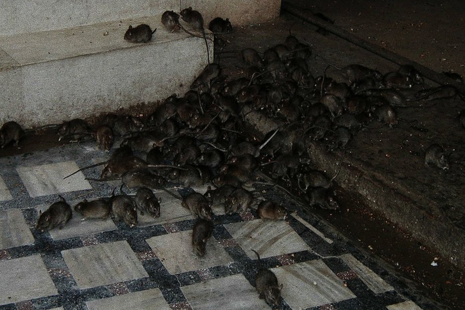Мышиный Король в природе