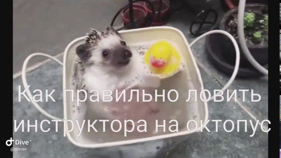 Ежик моется