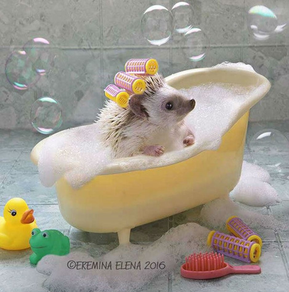 Ежик купается