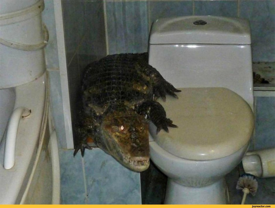 Животные на унитазе