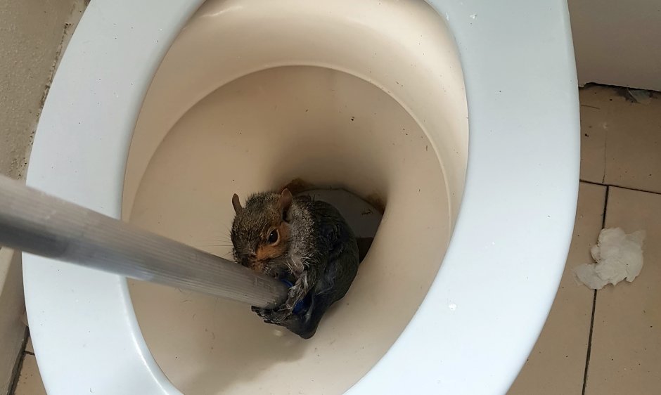 Животные на унитазе