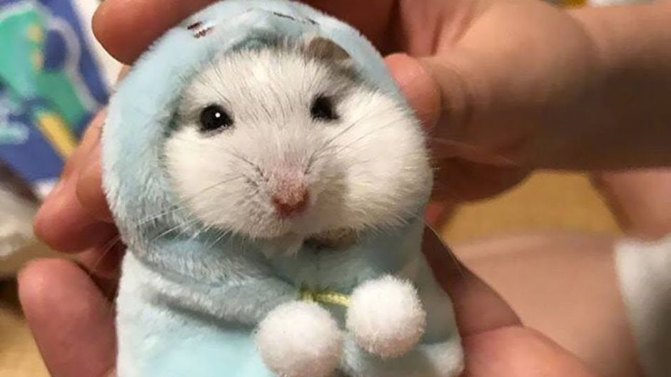 Хомячок с большими щеками