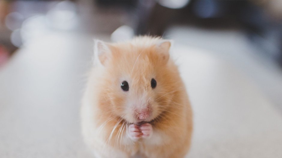 You can do it Hamster