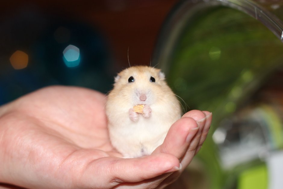 Robo Dwarf Hamster