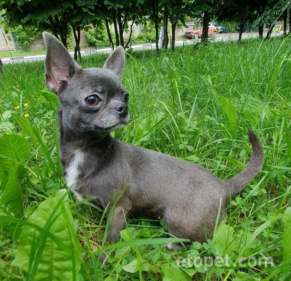 Чихуахуа короткошерстные голубые