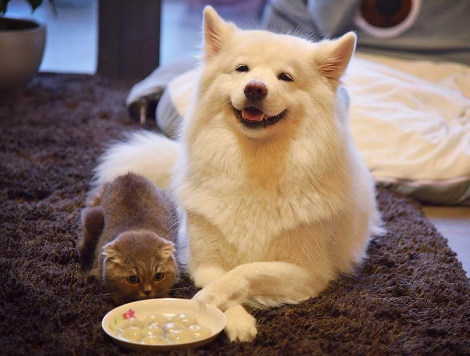 Кошки собаки эскимо картинки