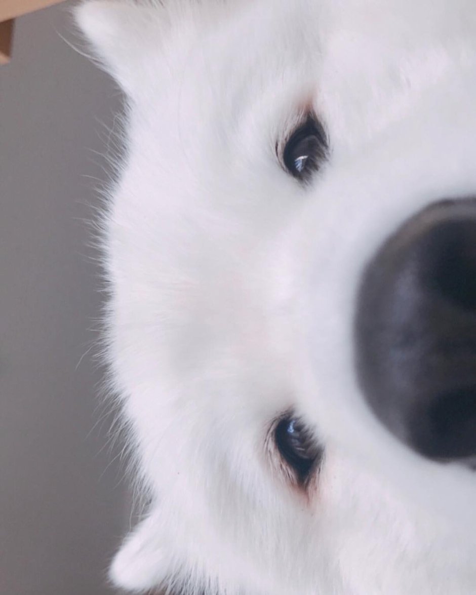 Boop the Snoot
