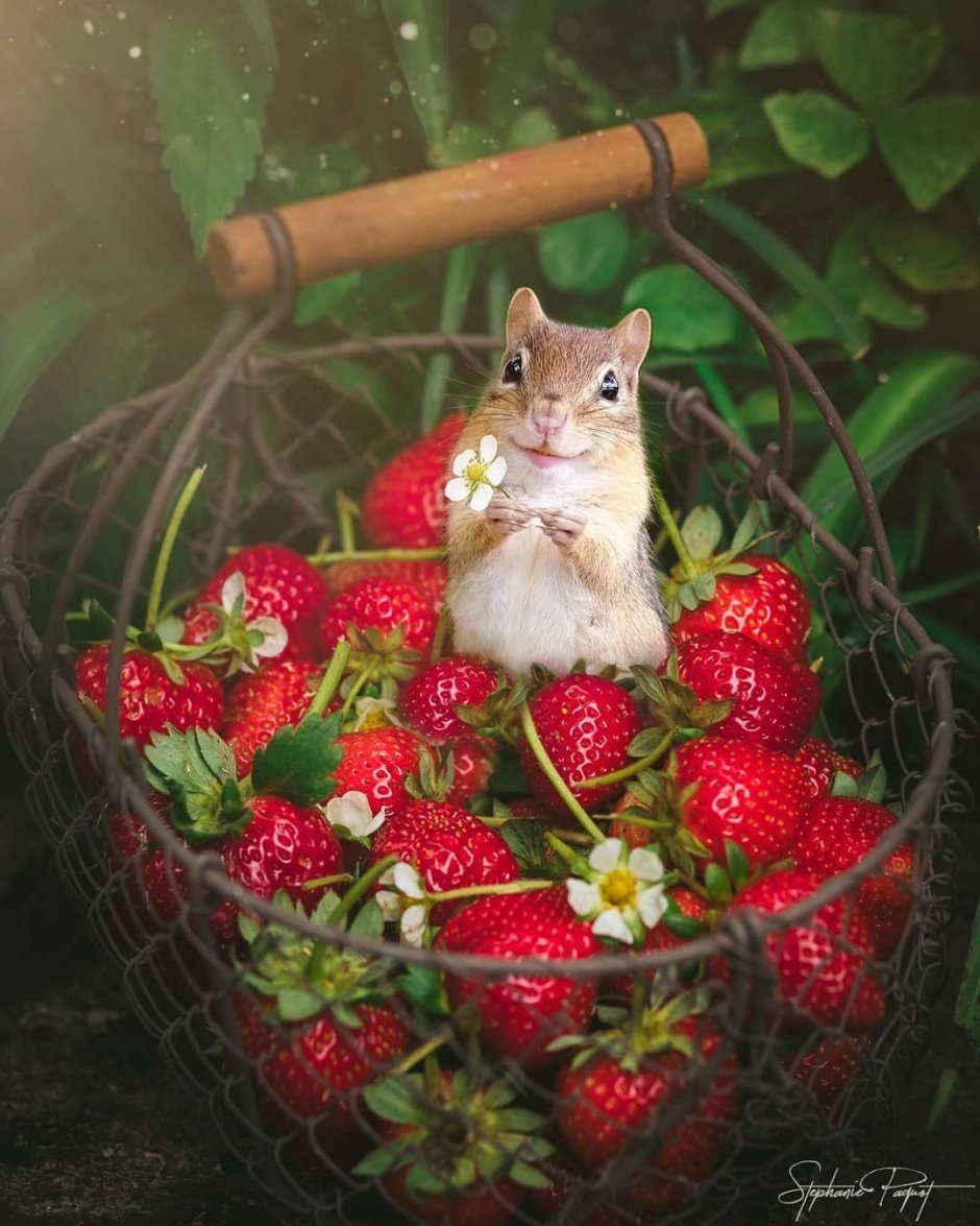 Клубника и животные