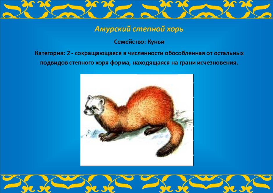 Амурский Степной хорь красная книга