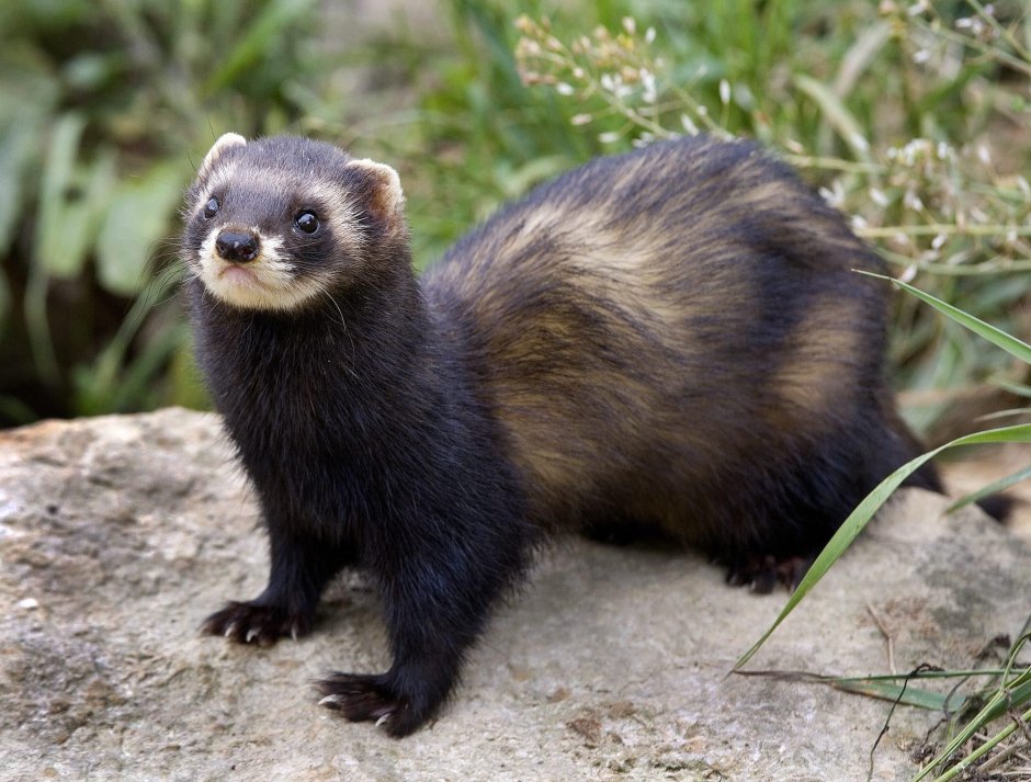 Ferret funny