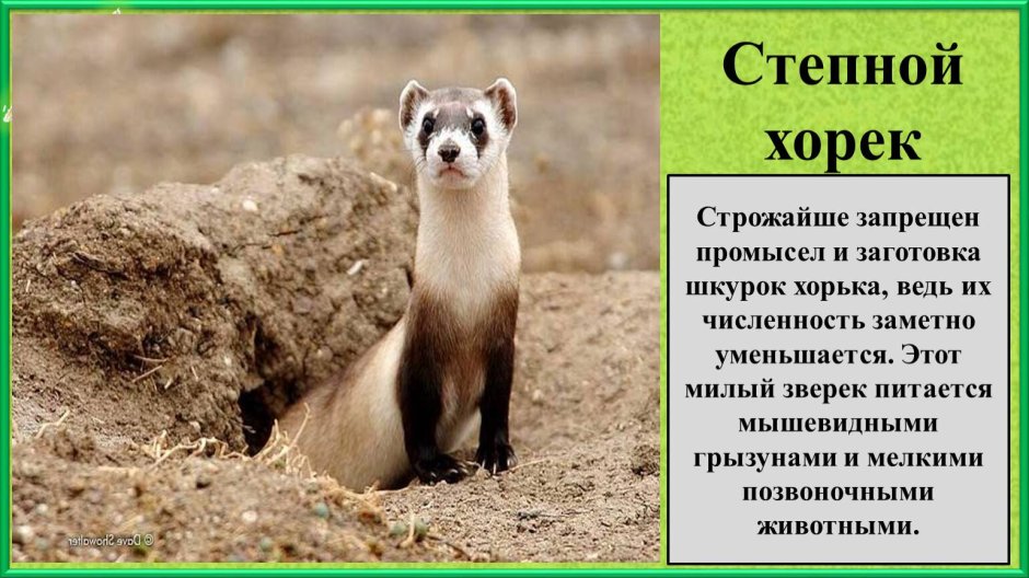 Амурский Степной хорь красная книга России