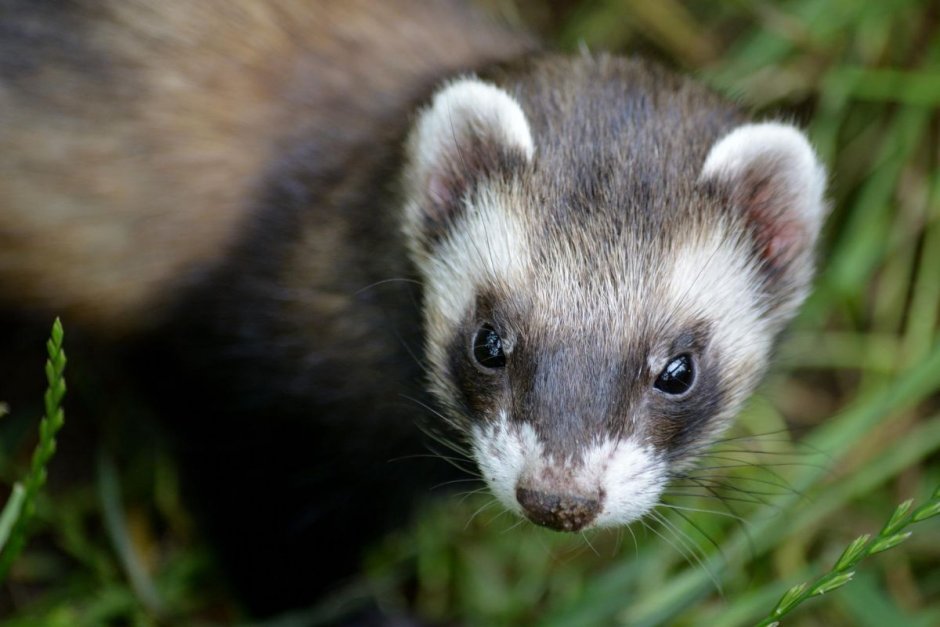 Фретка Weasels