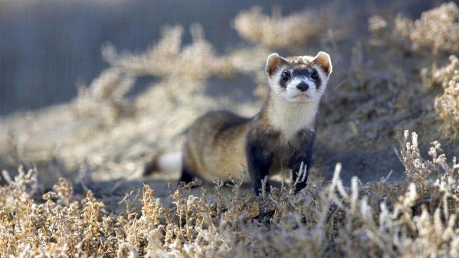 Хорёк Степной (лат. Mustela eversmanni)