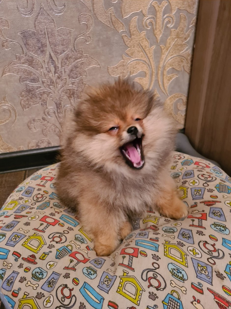 Шпиц рыжий Соболь