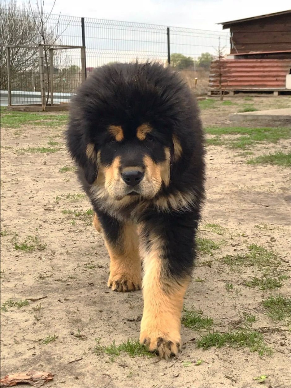 Маламут тибетский мастиф