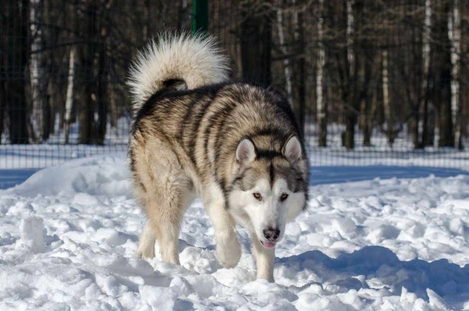 Лайка Аляскинский маламут