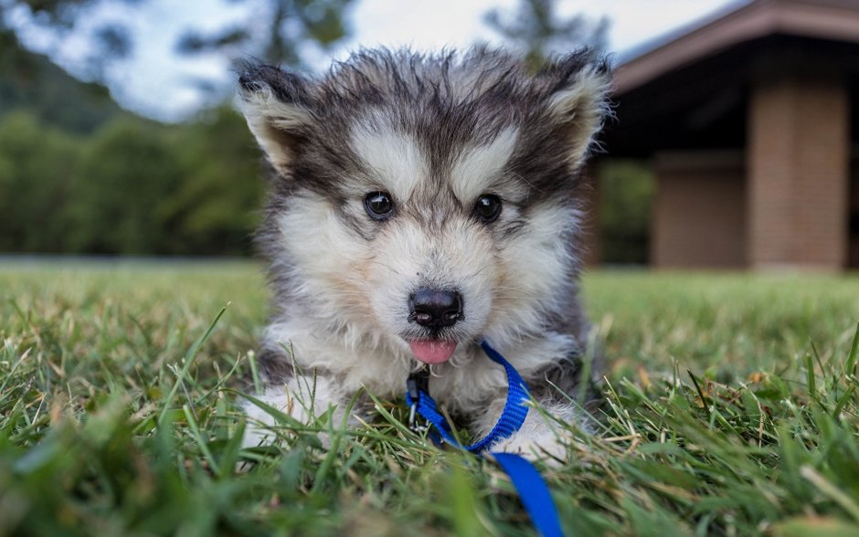 Маламут Puppies