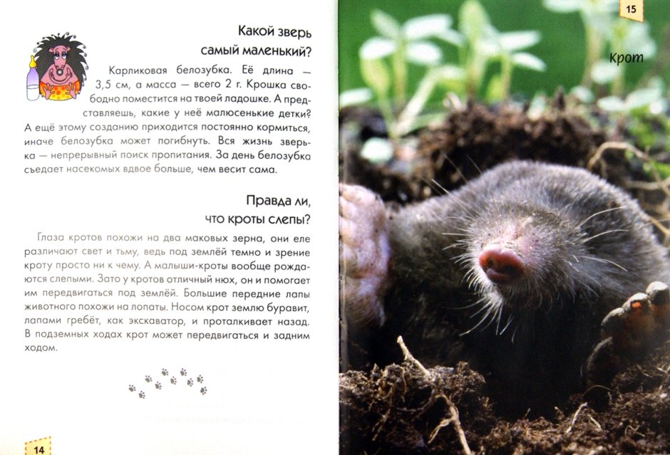 Зрение у кротов