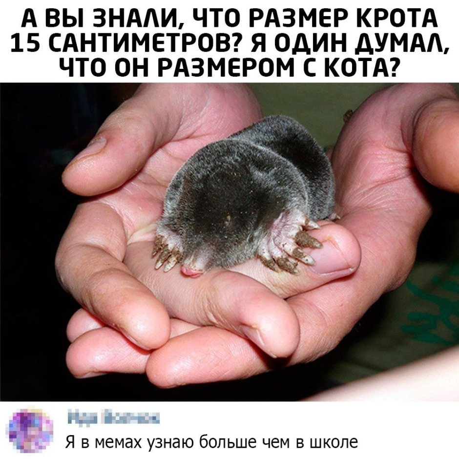 Крот взрослый