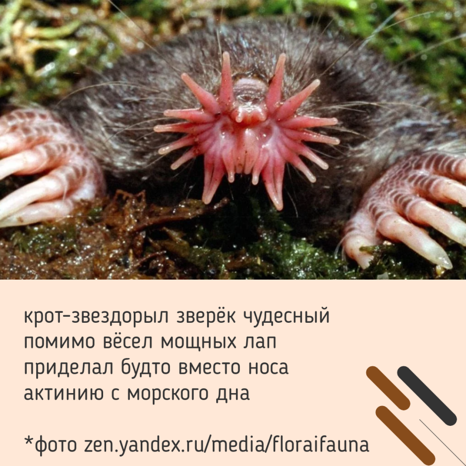 Звездорыл, или звездонос