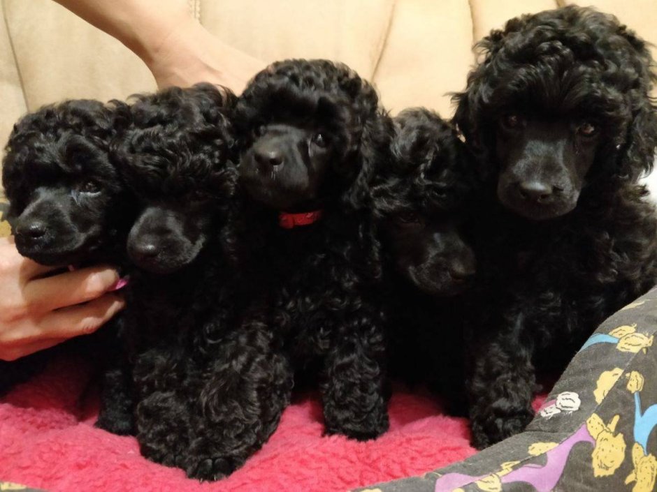 Toy Poodle щенки черные