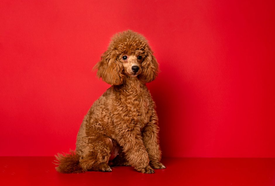 Пудель Rebel Poodle Paul 41 см