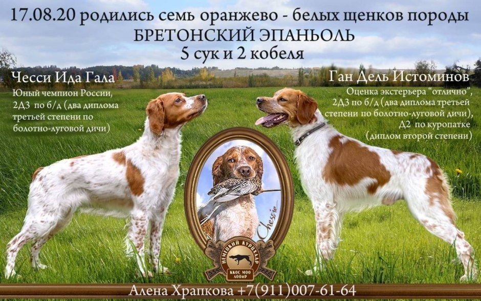 Эпаньоль Бретон чемпион