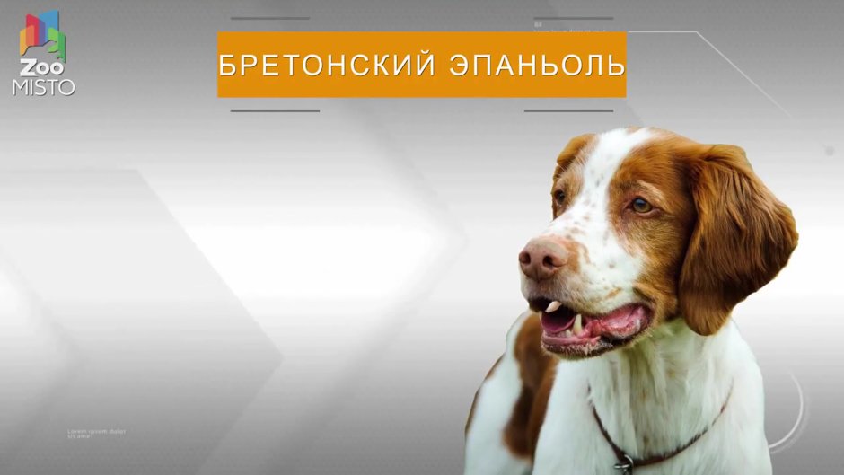 Бретонский эпаньоль щенки