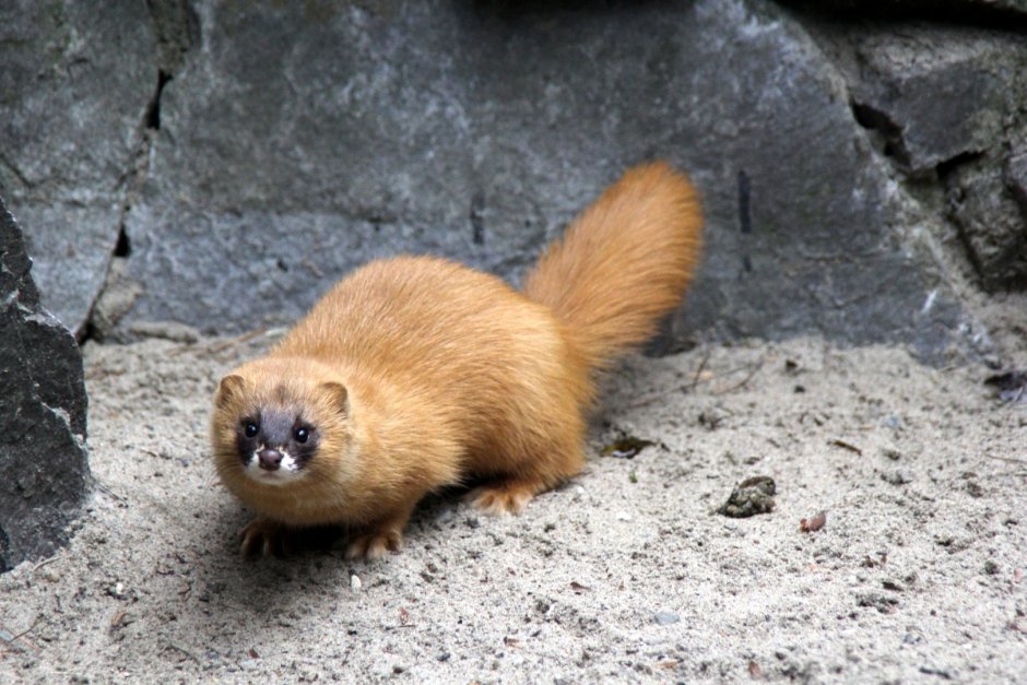 Колонок Mustela sibirica