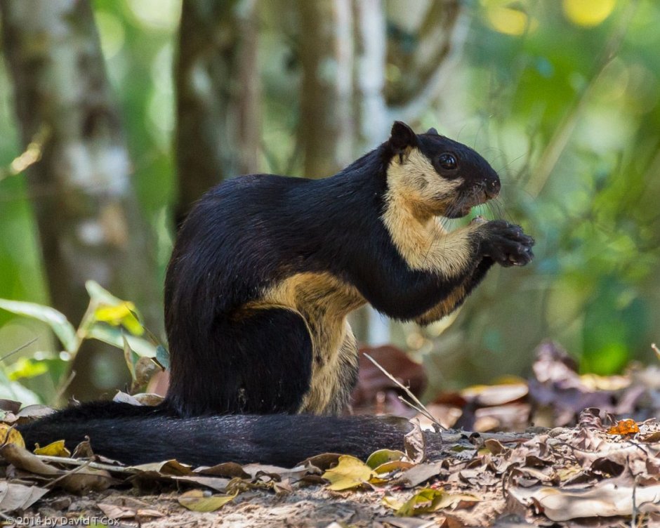 Giant Squirrel