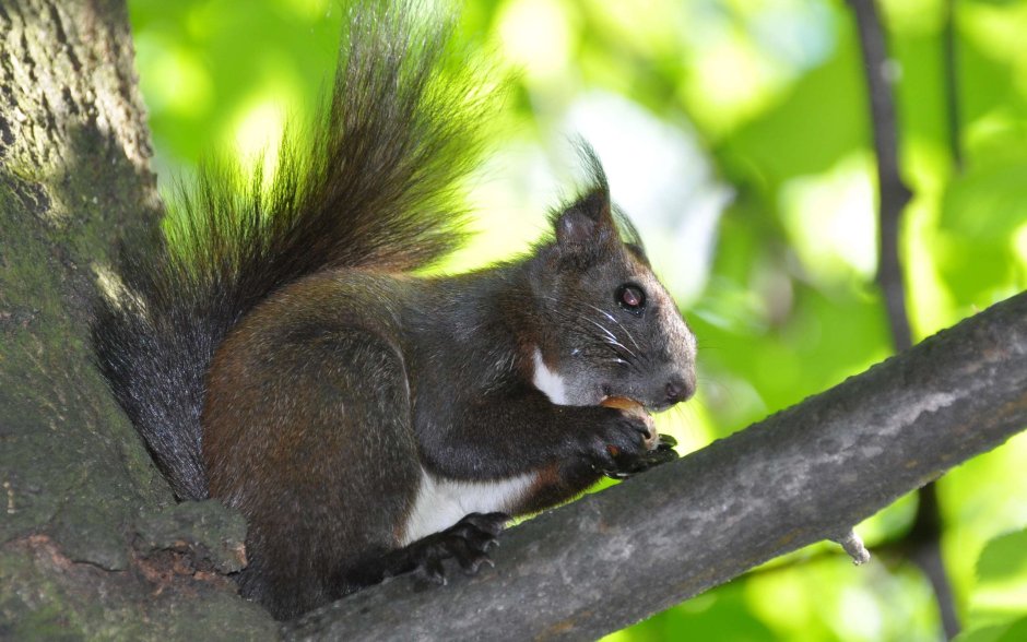 Sciurus aberti kaibabensis