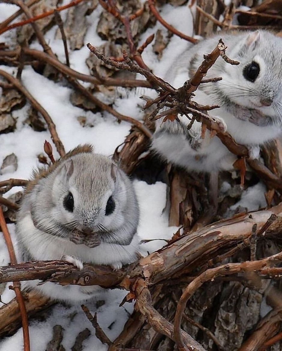 Dwarf Flying Squirrel