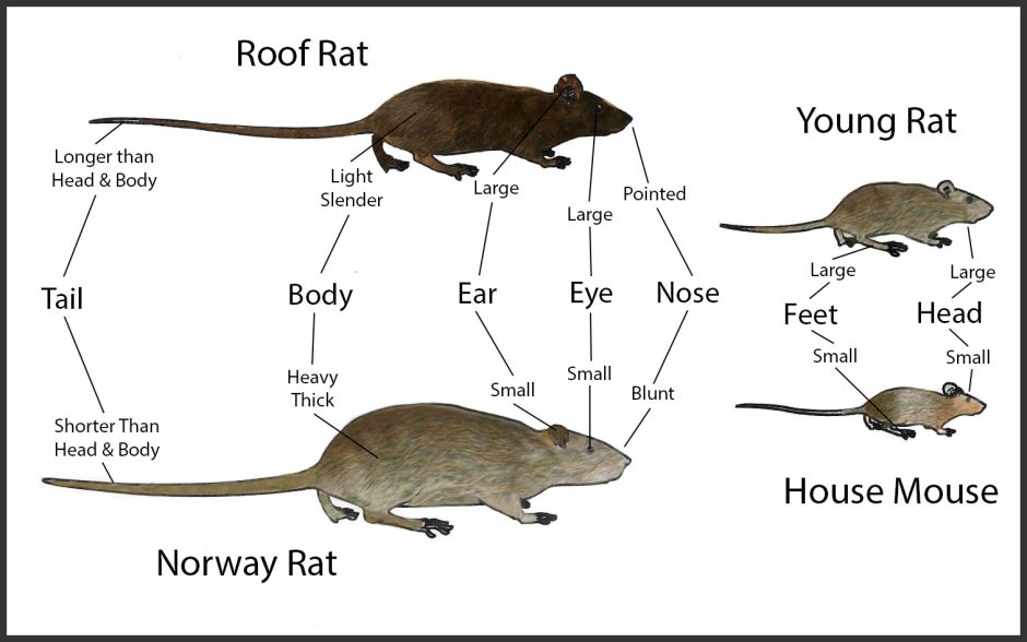 Mouse vs rat
