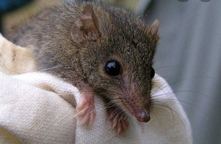 Antechinus stuartii