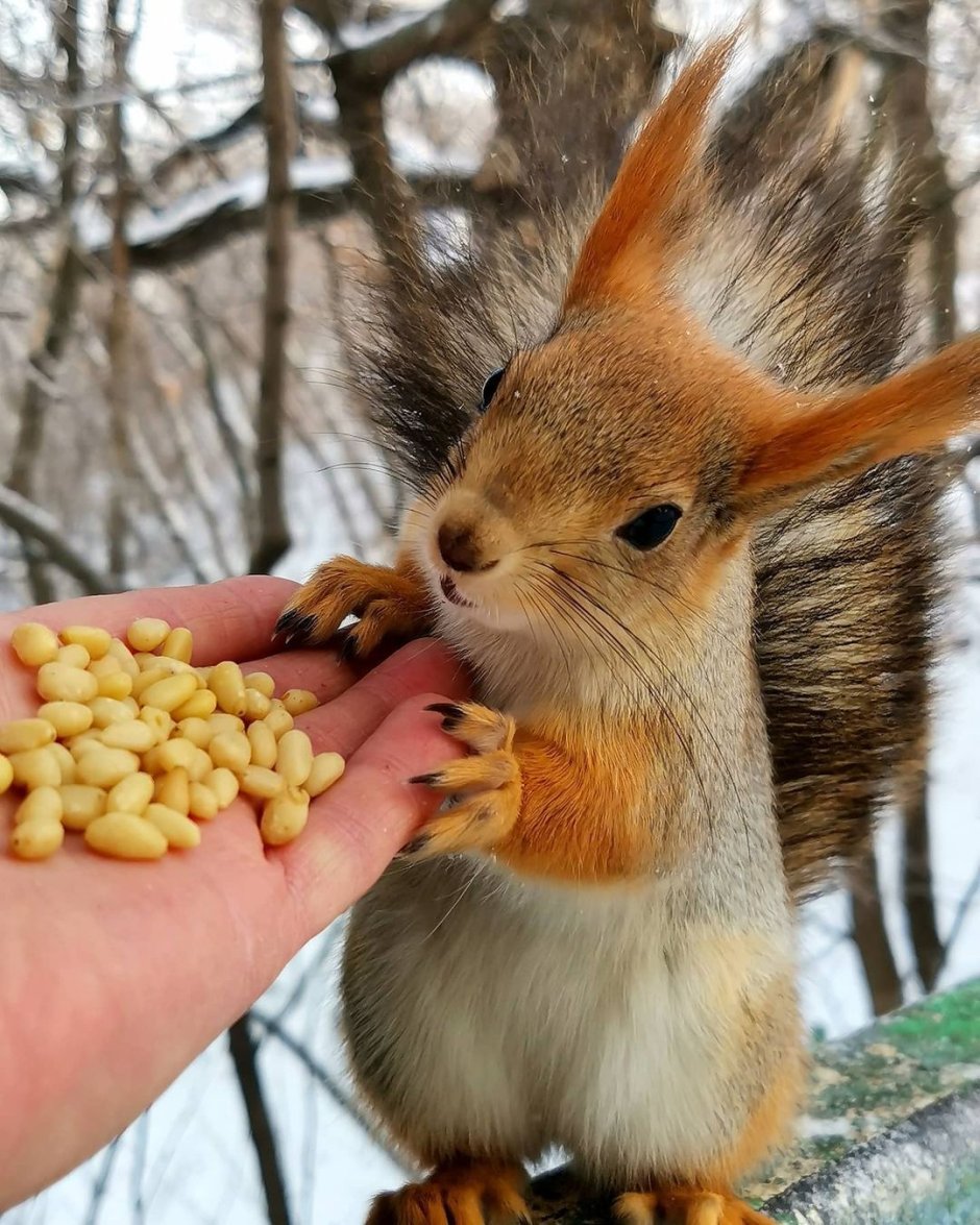 Щенки белки