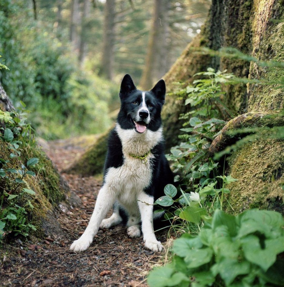 Karelian Bear Dog Graphics