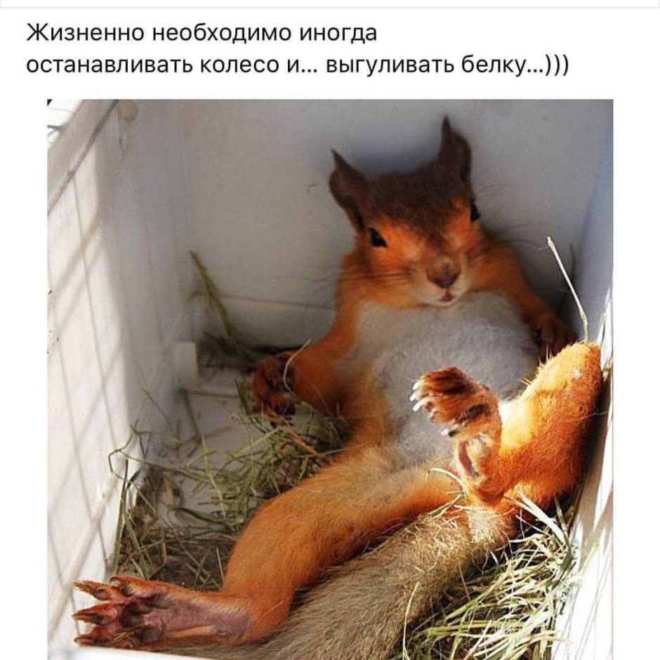 Бедная белка