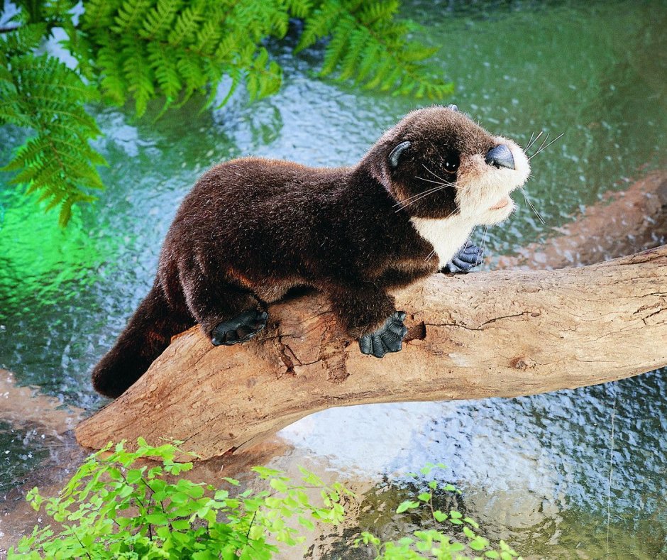 Yoohoo Речная выдра