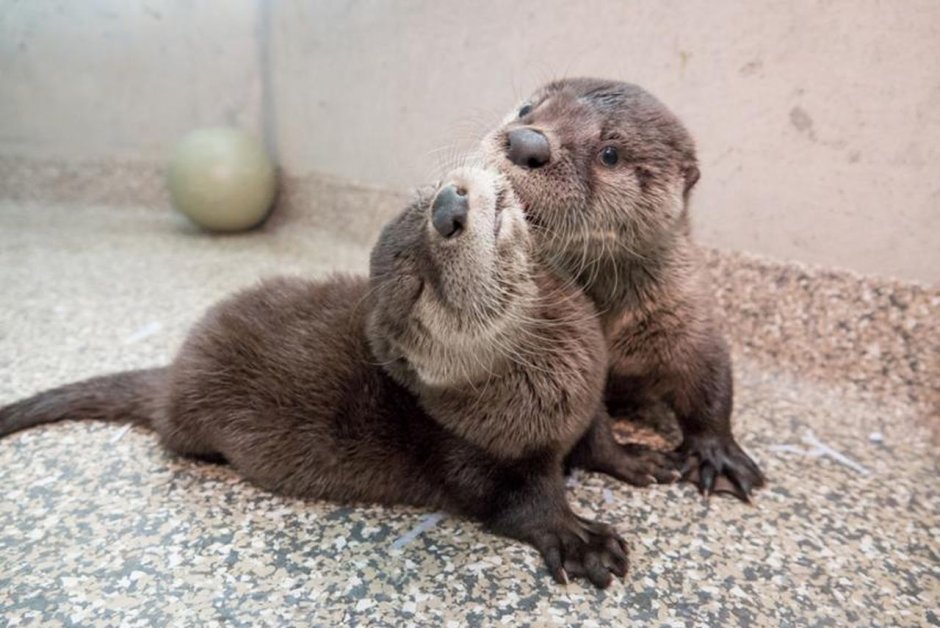 Planet Zoo Otter Baby