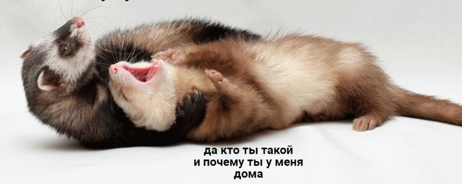 Радостный хорек