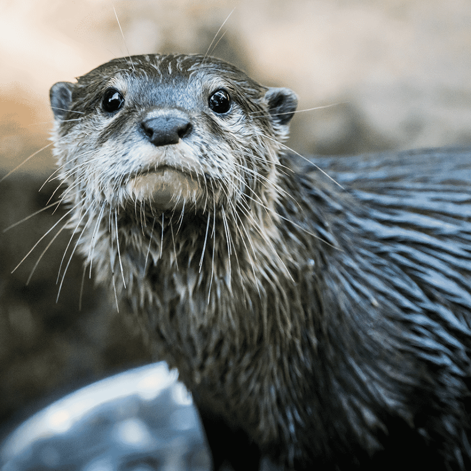 Johan the Otter