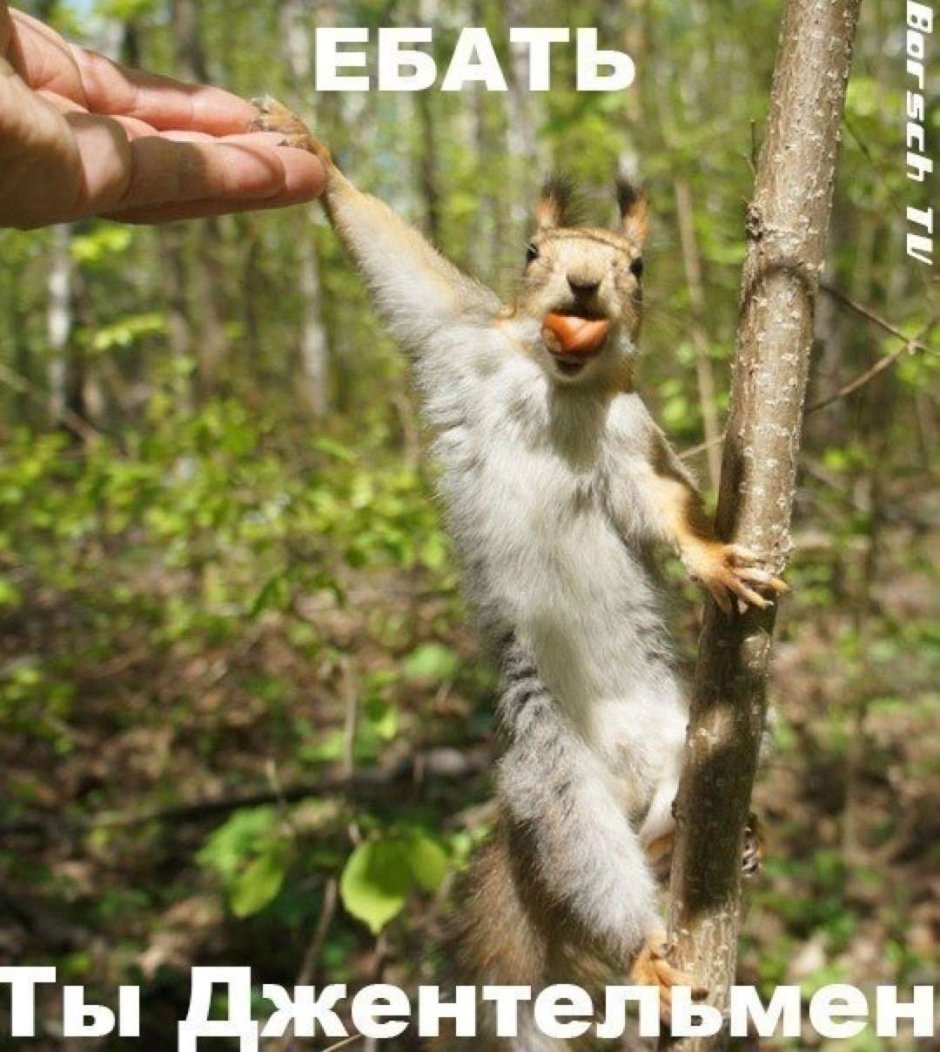 Белка показывает факью