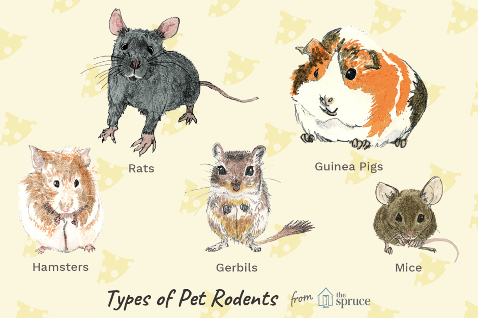 Rodents список