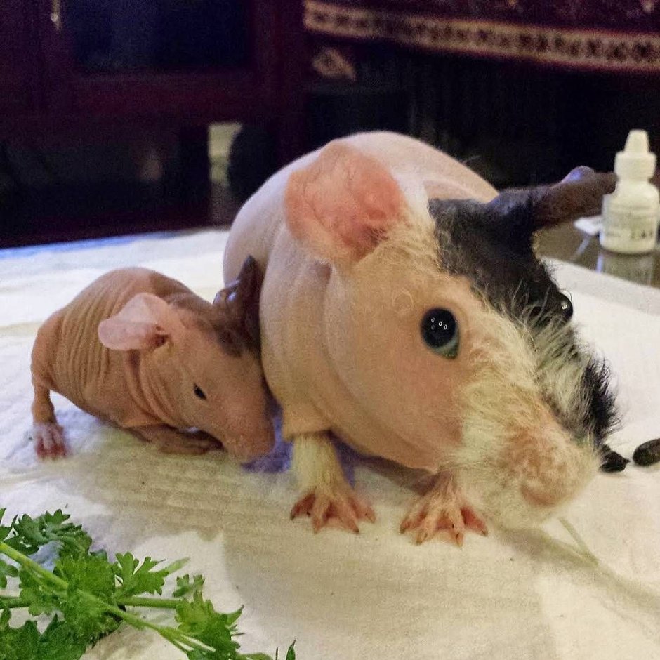 Морская Свинка скинни гибрид