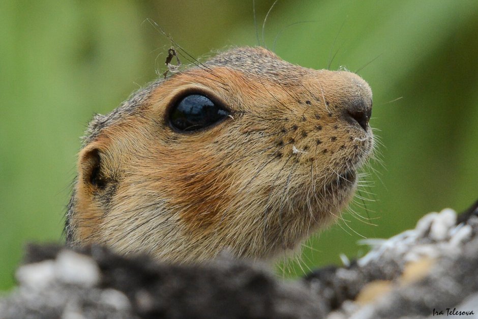 Citellus citellus