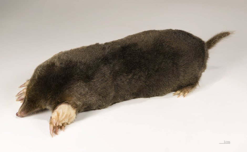 Крот обыкновенный (talpa europaea)