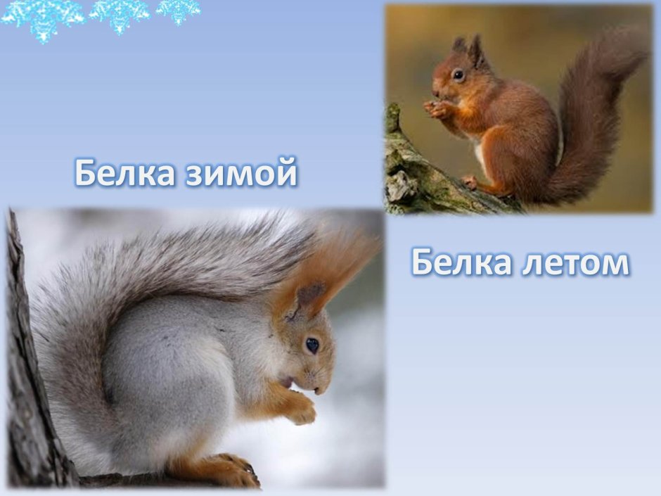 Белка летом и зимой различия